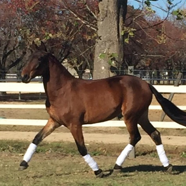 Warlander filly
