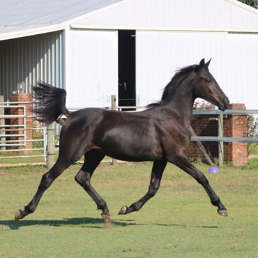 Friesian Sport Horse for sale
