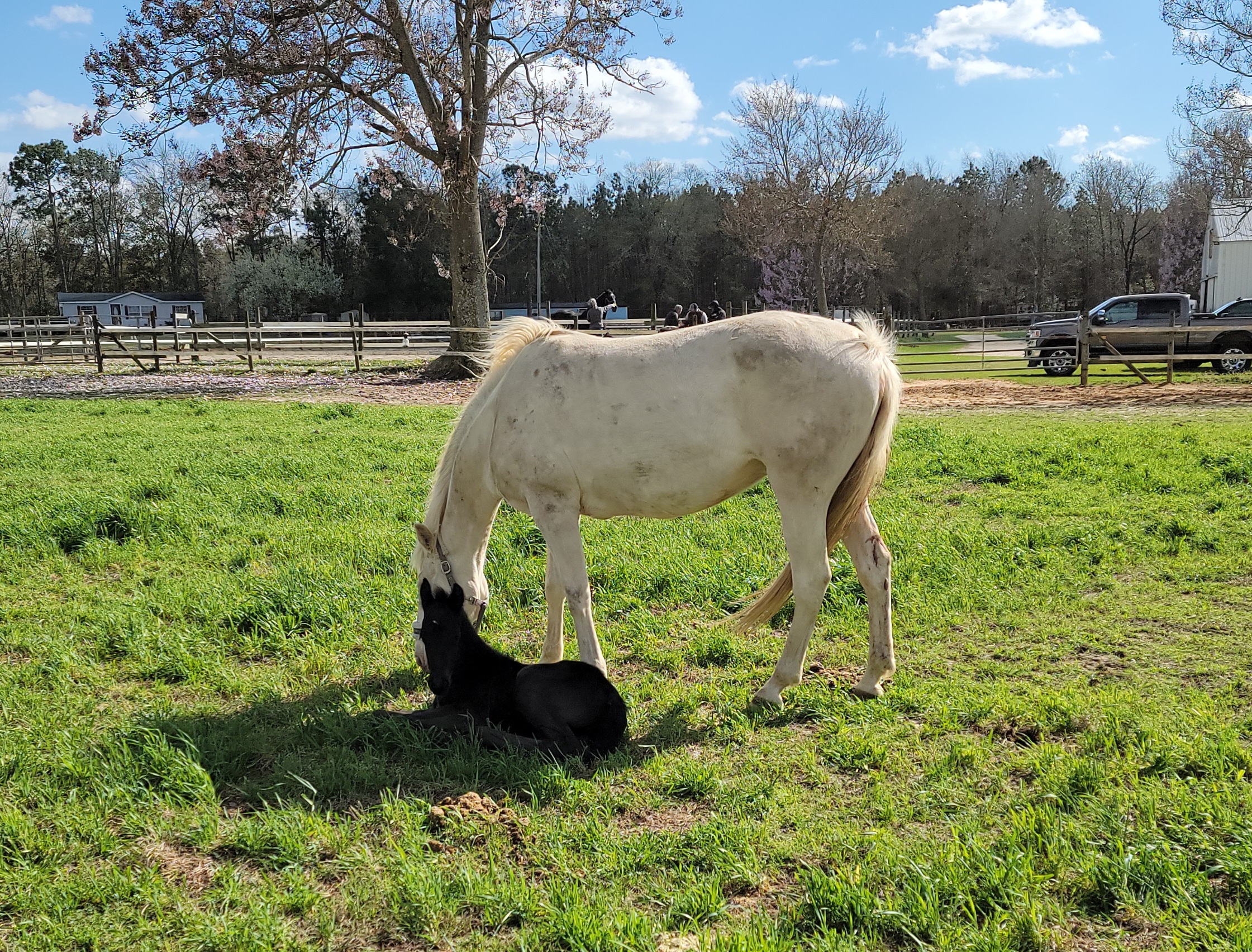 Friesian