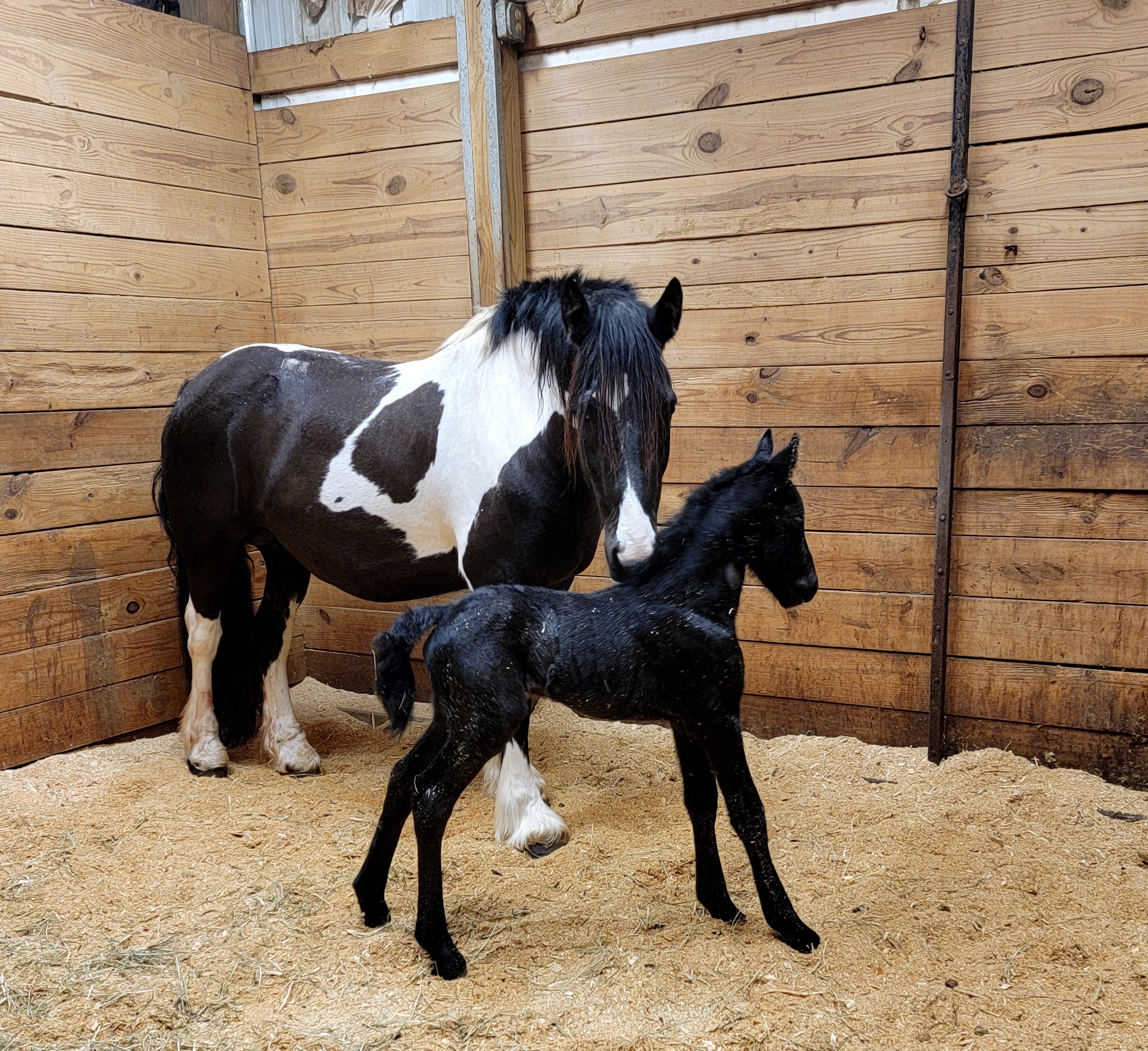 Friesian