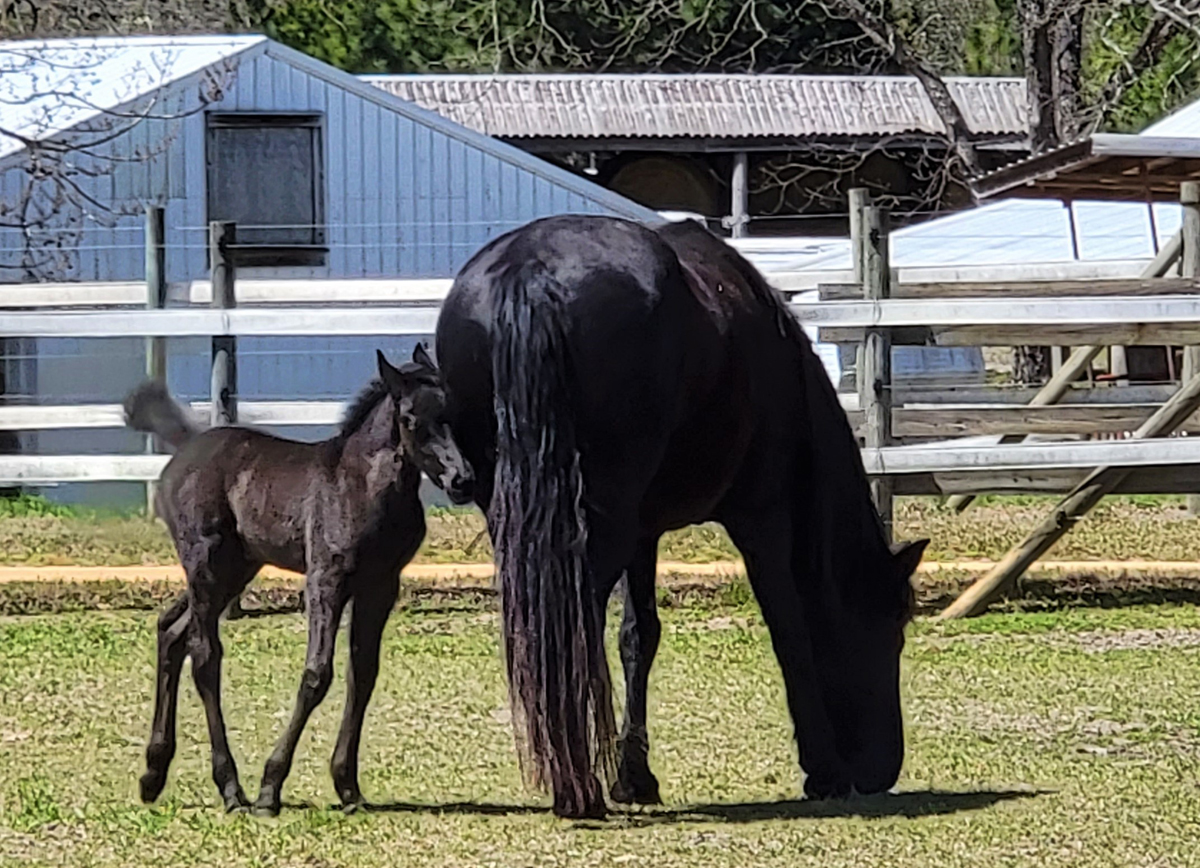 Friesian