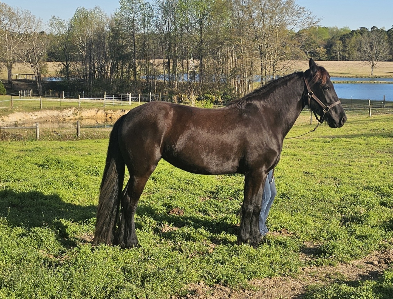 Friesian