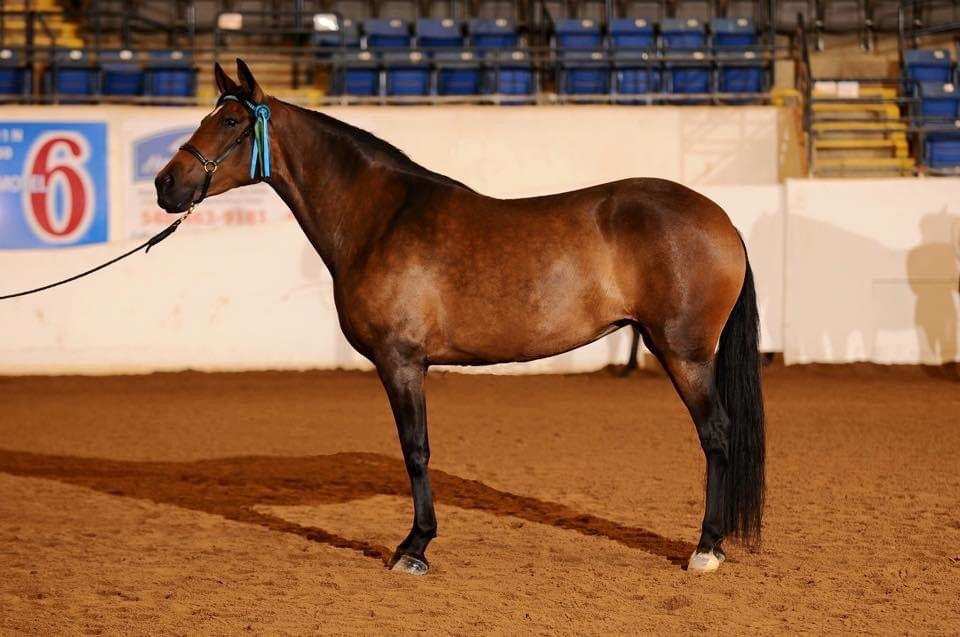 Friesian