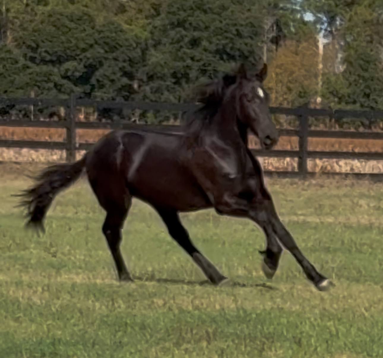 Friesian