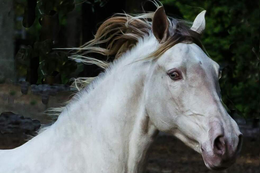 Friesian