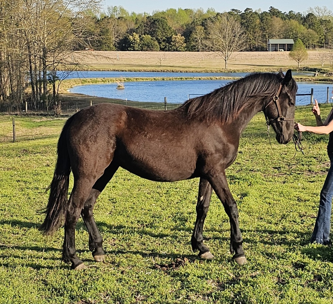 Friesian