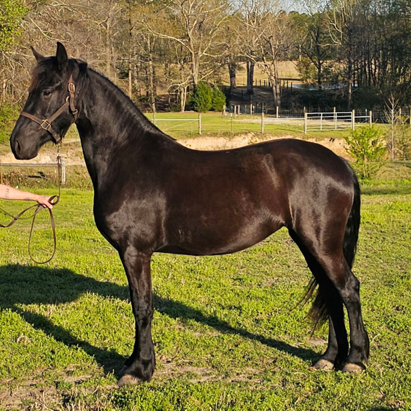 Friesian