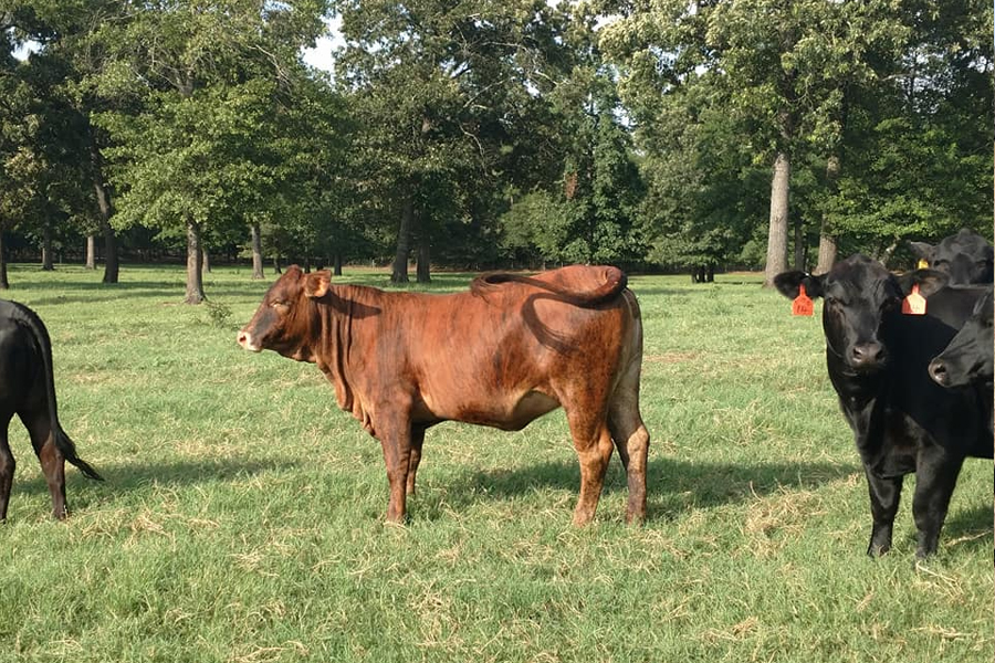 Rolling Hills Ranch Swansea SC