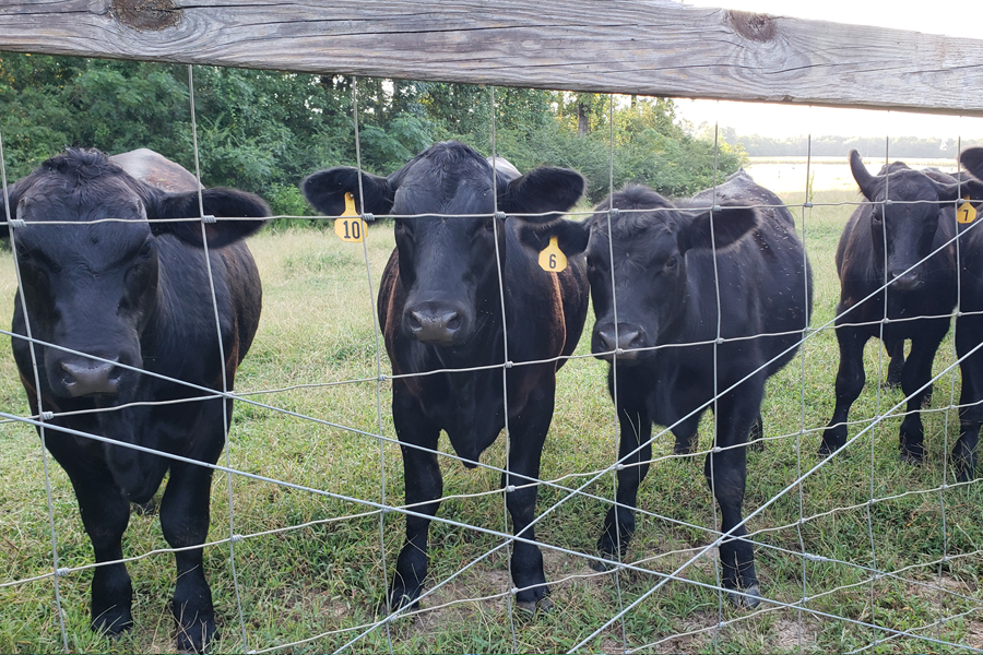 Rolling Hills Ranch Swansea SC
